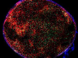 Discovery helps explain how B cells adapt to their targets