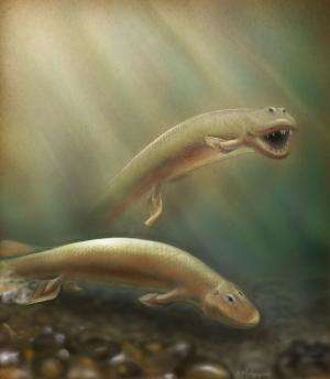 Discovery of new Tiktaalik roseae fossils reveals key link in evolution of hind limbs
