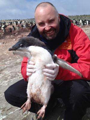Distinct avian influenza viruses found in Antarctic penguins