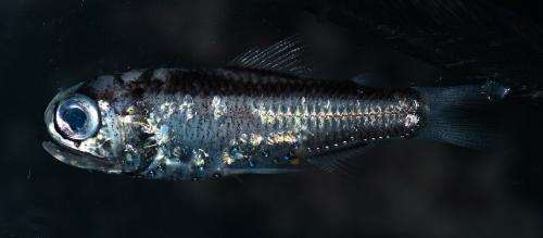 Distinctive flashing patterns might facilitate fish mating