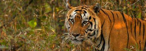 Diverse gene pool critical for tigers' survival