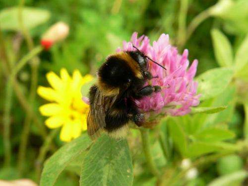 DNA analysis reveals queen bumblebees disperse far from birthplace before setting up home