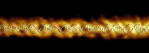 DNA double helix measurements