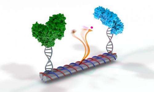 DNA nanotechnology places enzyme catalysis within an arm's length