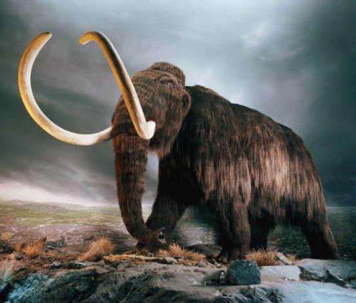 DNA reveals new clues: Why did mammoths die out?
