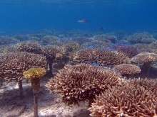 DNA testing to help save corals