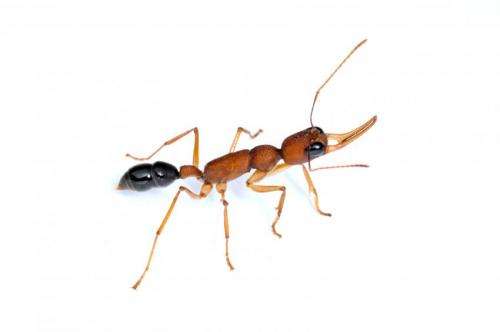 Dopamine turns worker ants into warrior queens