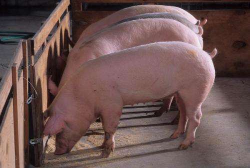 Do people and pigs share salmonella strains?