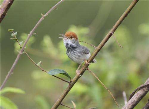 Dozens of new flora, fauna species in Myanmar (Update)
