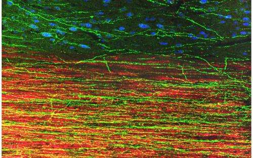 Dramatic growth of grafted stem cells in rat spinal cord injuries