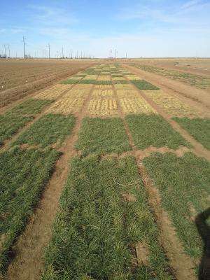 Drought, extreme temperatures may do damage to wheat in High Plains