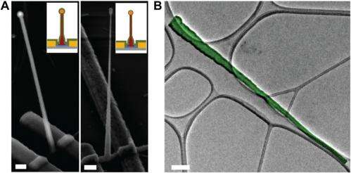 The twain finally meet: Nanowires and nanotubes combined to form intracellular bioelectronic probes