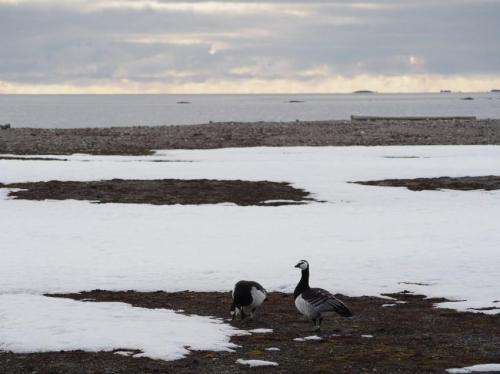 Dutch barnacle geese have more active immune system than same species in the North