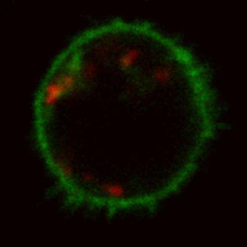 Dying cells trigger immunity