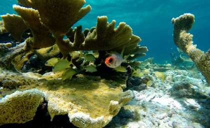 Dying coral reefs threaten the livelihood of millions