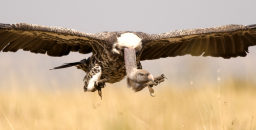 Eagle-eyed birds of prey help scrounging vultures find their dinner