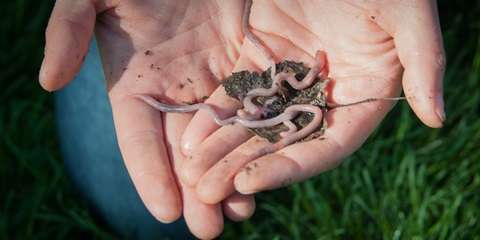 Earthworm invasion: calling all citizen scientists