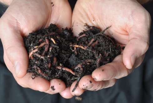 Earthworms as nature's free fertilizer