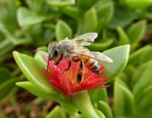 East African honeybees are safe from invasive pests&amp;hellip; for now