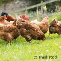 Eco-friendly pig and poultry production