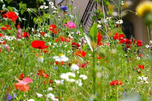 Ecological benefits of gardening wildflowers