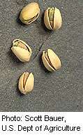 ECO: pistachio nut consumption cuts insulin resistance