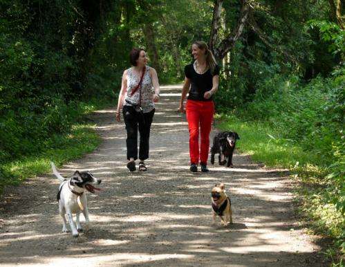 Education and dog-friendly neighbourhoods could tackle obesity