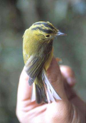 International research group documents unique songbird diversity of the Eastern Himalayas