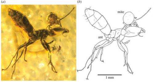 50 million year old mite attached to ant head found in piece of amber