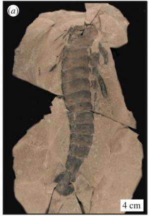 Closer look at ancient giant sea scorpion suggests poor vision limited its hunting abilities