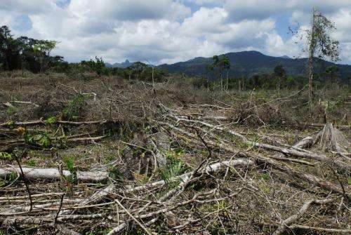 Drug trafficking leads to deforestation in Central America