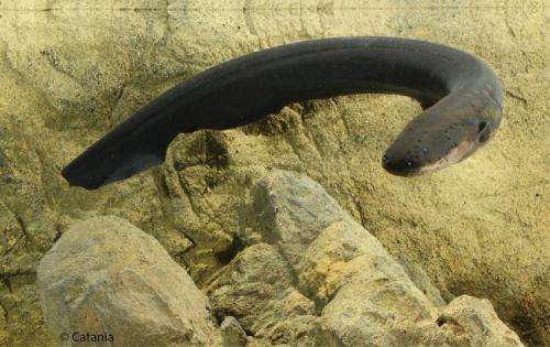 Electric eels deliver Taser-like shocks