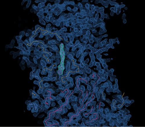 Electron density map for HEV71 with potential drug bound in the pocket of the virus (surrounded by green electron density)