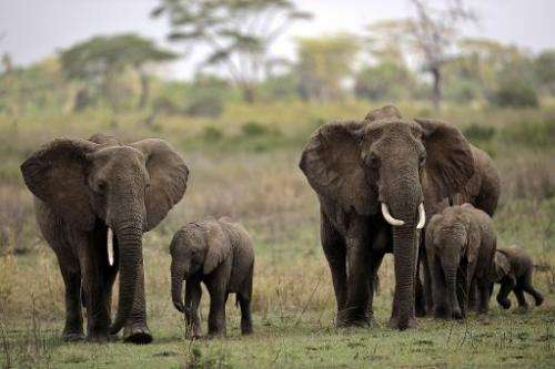Elephants pictured walking with their calfs in the Serengeti national park in northern Tanzania, on October 25, 2010