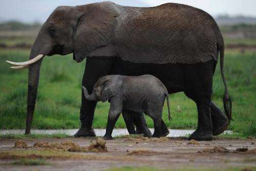 Elephants roam Kenya's Amboseli game reserve on December 30, 2012