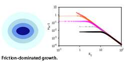 Elucidating optimal biological tissue shape during growth