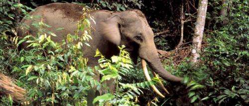 Emergency appeal launched to combat rise in elephant poaching