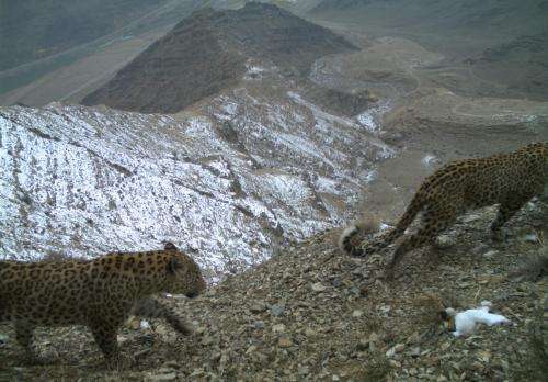 Endangered leopard images are proof of conservation progress in Caucasus