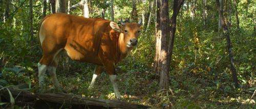Endangered wild cattle discovered in Cambodia’s northwest