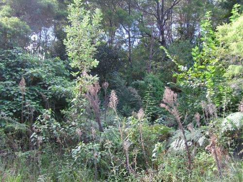 Enhanced online resource gives land managers “heads up” for invasive plants of Australia’s future