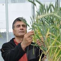 Enhanced tolerance to ion toxicities improves wheat yield in WA