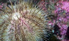Enhancing green sea urchin egg production