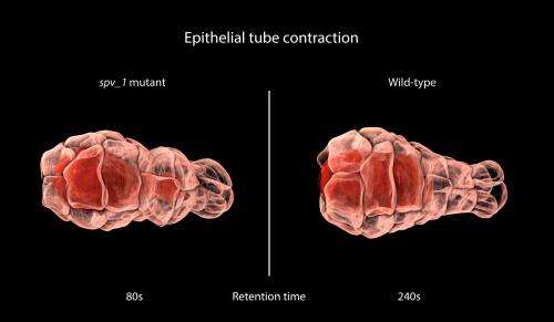 Epithelial tube contraction - A new feedback mechanism for regulating contractility