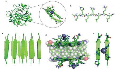 Study shows short peptides can self-assemble into catalysts