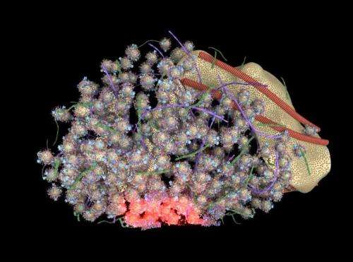 Researchers create highly detailed 3D model of an individual neural ...