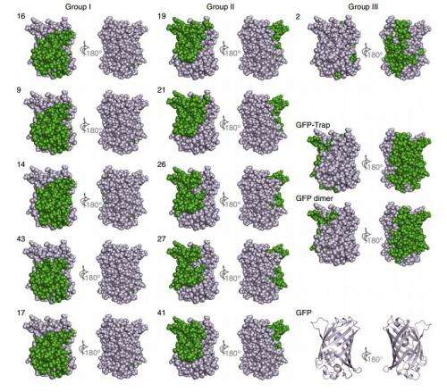 New technique efficiently turns antibodies into highly tuned 'nanobodies'