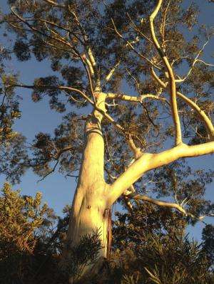 Eucalyptus growing near Katoomba in the NSW Blue Mountains