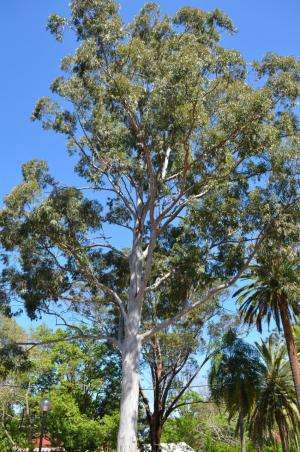 Eucalyptus tree growing at Richmond, NSW