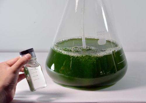 Euglena is cultivated in a flask while the world's first bio-fuel made from euglena &quot;Deusel&quot; (L), developed by Japan's