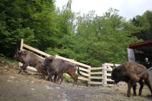 European bison are released at a reserve in Armenis village, south-western Romania on May 17, 2014